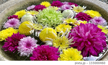 11月の花手水クローズアップ(カラフルな菊)〈菅生神社/愛知県岡崎市〉 11月の花手水クローズアップ(カラフルな菊)〈菅生神社/愛知県岡崎市〉 133000460