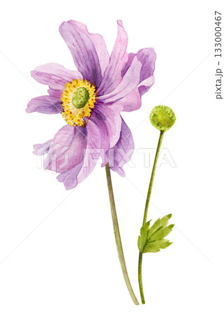 Pink dahlia flower with stem and bud , hand drawn watercolor illustration Pink dahlia flower with stem and bud , hand drawn watercolor illustration 133000467