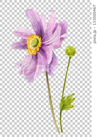 Pink dahlia flower with stem and bud , hand drawn watercolor illustration 133000467