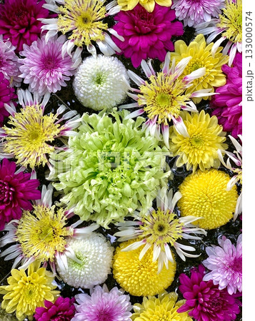 11月の花手水クローズアップ(カラフルな菊)〈菅生神社/愛知県岡崎市〉 11月の花手水クローズアップ(カラフルな菊)〈菅生神社/愛知県岡崎市〉 133000574