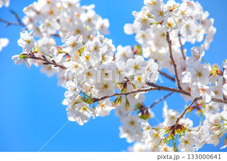 青空に映える桜 133000641