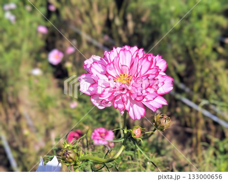 美しく咲くピンク色の秋桜 133000656