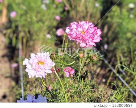 美しく咲くピンク色の秋桜 美しく咲くピンク色の秋桜 133000657