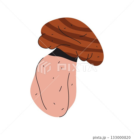Vector boletus edulis icon. Mushroom cartoon symbol. Organic fungus for forest or wood wildlife. Mycology and biology poster element. Edible wild autumn flora. Nature and botany emblem. Fungi 133000820