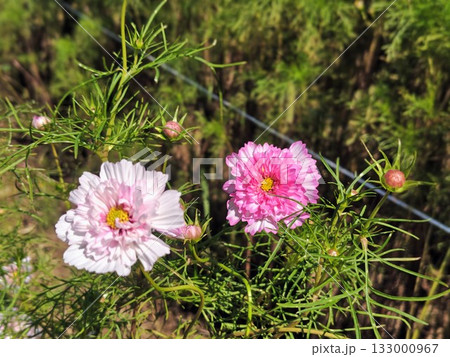 美しく咲くピンク色の秋桜 美しく咲くピンク色の秋桜 133000967