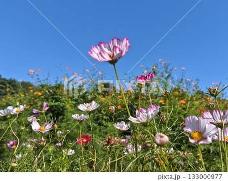 青空と美しく咲く秋桜 青空と美しく咲く秋桜 133000977