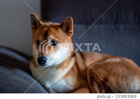 Pensive Shiba Inu resting on a dark grey sofa 133001069