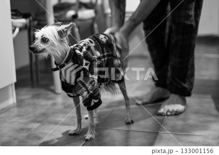 Chinese Crested dog in a cozy sweater indoors Chinese Crested dog in a cozy sweater indoors 133001156