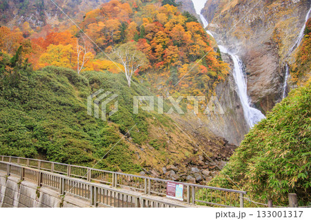 紅葉見頃な称名滝 133001317