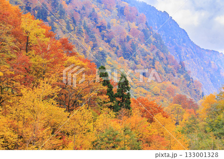 紅葉見頃な称名滝 133001328