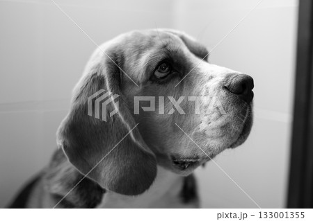 Monochrome Portrait of a Pensive Beagle Dog Monochrome Portrait of a Pensive Beagle Dog 133001355