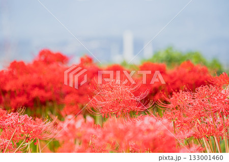 磐田市の天竜川沿いに咲く彼岸花の風景(静岡県) 磐田市の天竜川沿いに咲く彼岸花の風景(静岡県) 133001460