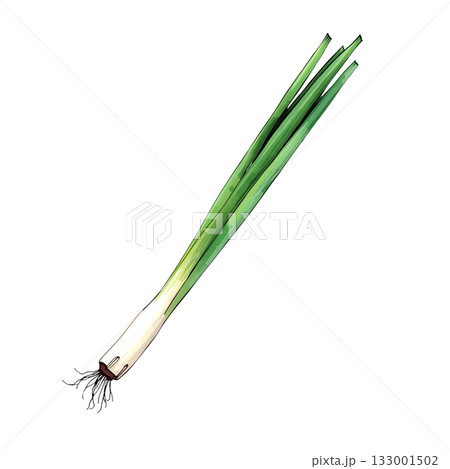 水彩画風の長ネギのイラスト 133001502