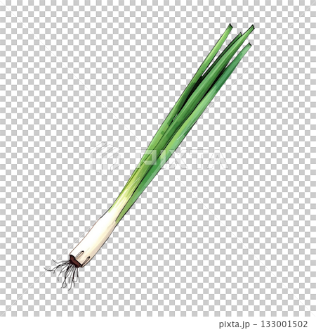 水彩画風の長ネギのイラスト 133001502