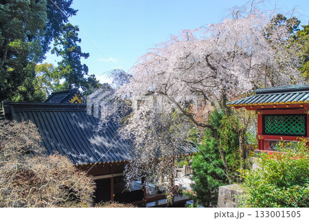 陽光に輝く国宝・久能山東照宮の枝垂れ桜と歴史ある境内の春景 133001505