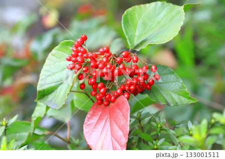 カマズミの赤い実 カマズミの赤い実 133001511