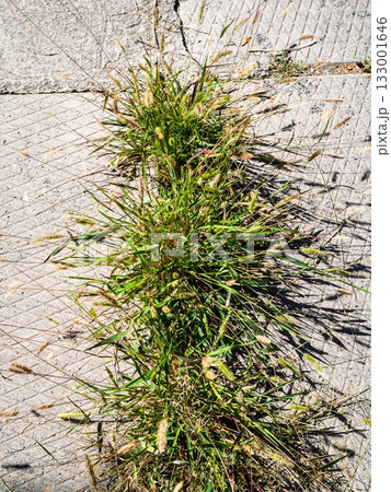 grass has broken through joints of concrete tiles 133001646