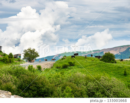 cows on road at Gombori Mountain pass in Kakheti cows on road at Gombori Mountain pass in Kakheti 133001668