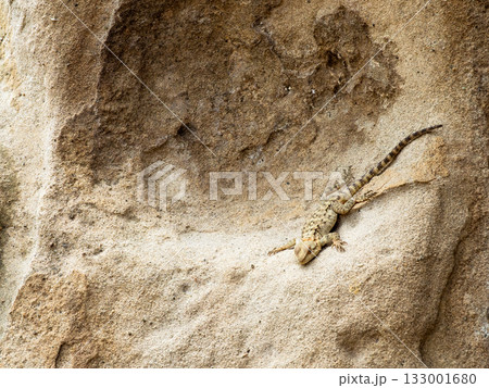 lizards on sandstone rock in Uplistsikhe Cave Town lizards on sandstone rock in Uplistsikhe Cave Town 133001680
