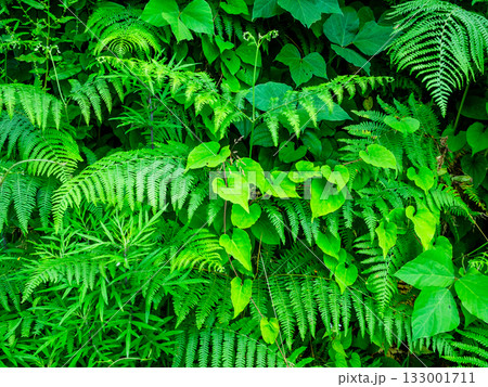 green leaves in Batumi Botanical Garden, Georgia 133001711