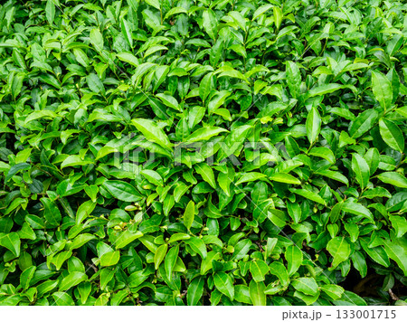 foliage of chinese tea in Batumi Botanical Garden foliage of chinese tea in Batumi Botanical Garden 133001715
