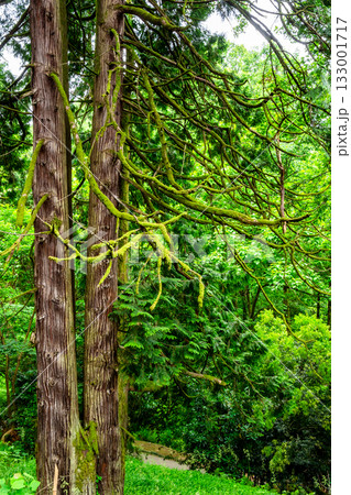 old thuja plicata trees in Batumi Botanical Garden 133001717