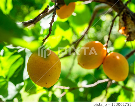 few ripe apricot fruits close up on green tree 133001753
