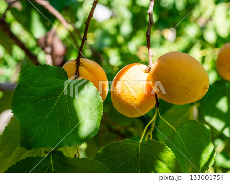 few ripe apricot fruits in green leaves on tree 133001754