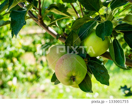 few apple fruits on tree twig close up in garden 133001755