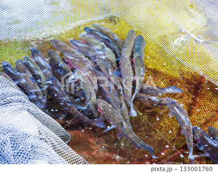 lot of live river trout in net in pool with water lot of live river trout in net in pool with water 133001760