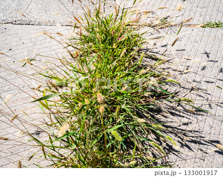 green grass grew through joints of concrete slabs 133001917