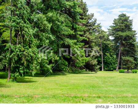 green meadow in park in summer green meadow in park in summer 133001933
