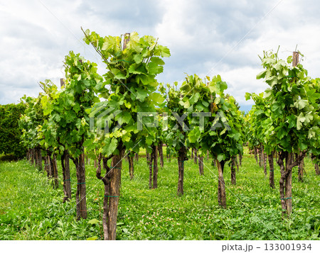 vineyards in Kakheti region of Georgia in summer vineyards in Kakheti region of Georgia in summer 133001934