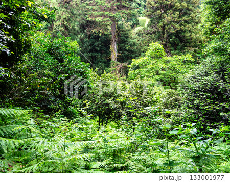 lush subtropical forest in Batumi Botanical Garden 133001977