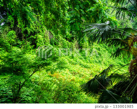 lush tropical foliage in Batumi Botanical Garden lush tropical foliage in Batumi Botanical Garden 133001985