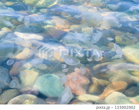 view of jellyfishes in water on shore of Black Sea 133002002