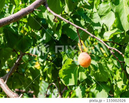 single ripe apricot fruit on green tree in Yerevan 133002026