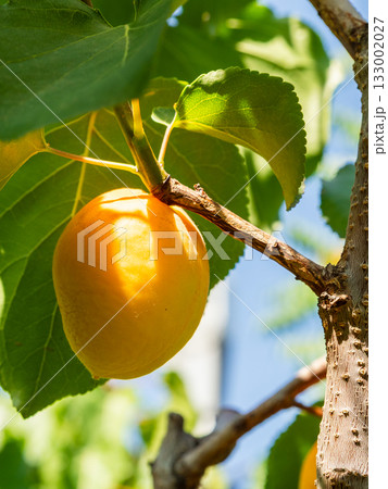 single ripe apricot fruit on tree close up 133002027