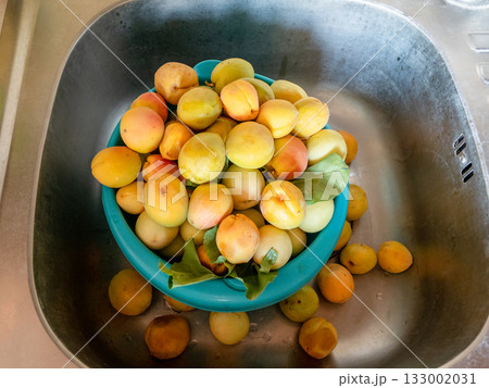 freshly picked various apricots in kitchen sink 133002031