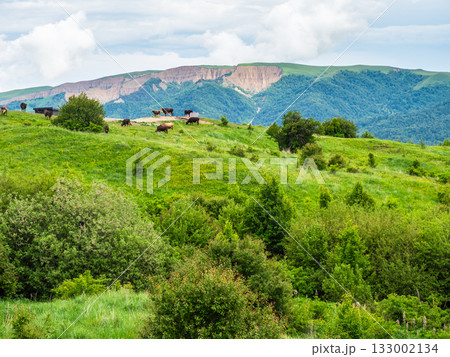 cows on field at Gombori Mountain pass in Georgia 133002134