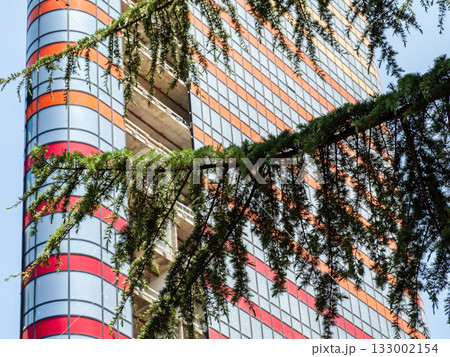 pine tree branch and skyscraper under construction pine tree branch and skyscraper under construction 133002154
