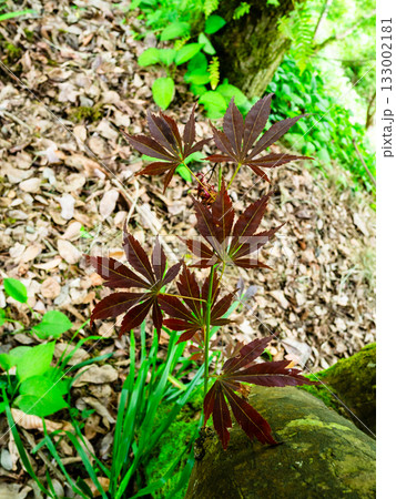 brown foliage of Acer in Batumi Botanical Garden brown foliage of Acer in Batumi Botanical Garden 133002181