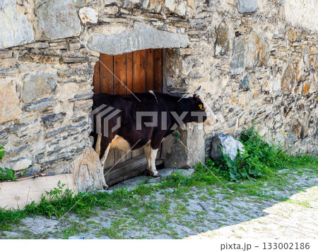 cow near gate of stone fence in courtyard of house 133002186