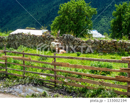 cows in garden in Maseri village in Svaneti cows in garden in Maseri village in Svaneti 133002194