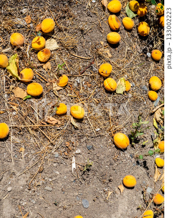 many fallen apricot fruits on ground in Yerevan 133002223