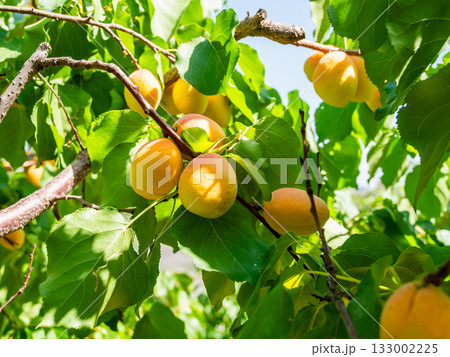 many ripe apricot fruits on tree branch in garden 133002225