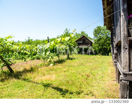 vineyard on backyard of old village house, Georgia 133002360