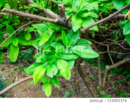 rhododendron leaves in Batumi Botanical Garden 133002378