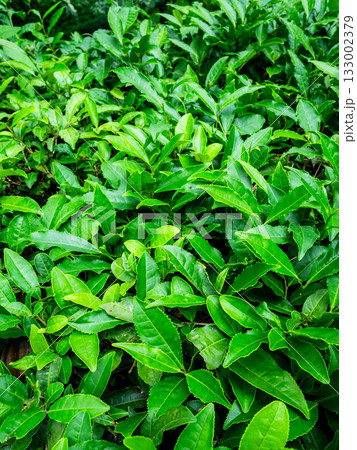 Camellia Sinensis tea in Batumi Botanical Garden 133002379
