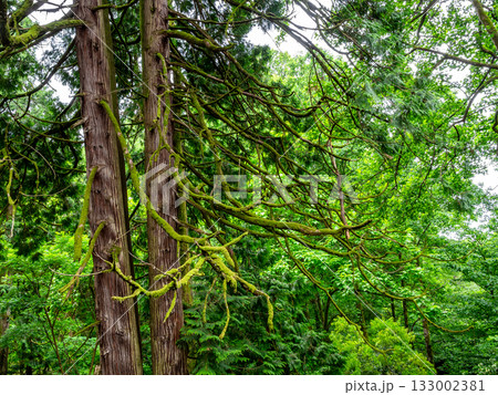 thuja plicata trees in Batumi Botanical Garden thuja plicata trees in Batumi Botanical Garden 133002381